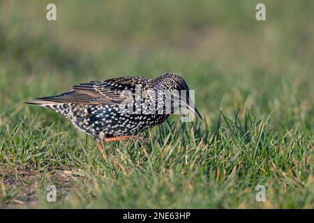 Gemeine Starling (Sturnus vulgaris), auf der Suche nach Nahrungsmitteln im Grünland, in den Niederlanden, in den nördlichen Niederlanden Stockfoto