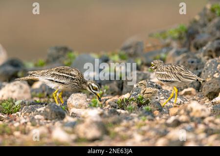 Steinkurbel (Burhinus oedicnemus), paarweise mit Küken in der Halbwüste, Kanarische Inseln, Lanzarote, Guatiza Stockfoto