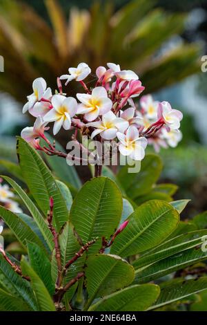 Templetree, rote Plumeria (Plumeria rubra), Blumen, Kanarische Inseln, Lanzarote Stockfoto