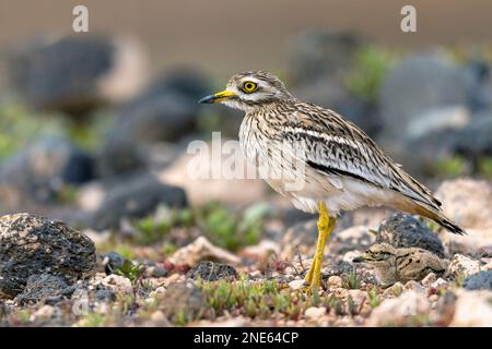 Steinkurbel (Burhinus oedicnemus), in der Halbwüste mit Küken, Kanarische Inseln, Lanzarote, Guatiza Stockfoto