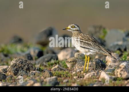 Steinkurbel (Burhinus oedicnemus), in der Halbwüste mit Küken, Kanarische Inseln, Lanzarote, Guatiza Stockfoto