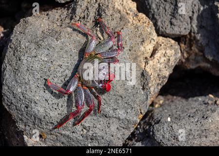 Ostatlantik-Sandkrabbe, gesprenkelte Strandkrabbe (Grapsus adscensionis), auf Lavasteinen an der Küste liegend, Kanarische Inseln, Lanzarote, Stockfoto