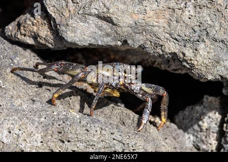 Ostatlantik-Sandkrabbe, fleckige Strandkrabbe (Grapsus adscensionis), Jungtiere auf Lavasteinen an der Küste, Kanarische Inseln, Lanzarote, Stockfoto