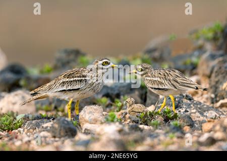 Steinkurbel (Burhinus oedicnemus), paarweise mit Küken in der Halbwüste, Kanarische Inseln, Lanzarote, Guatiza Stockfoto