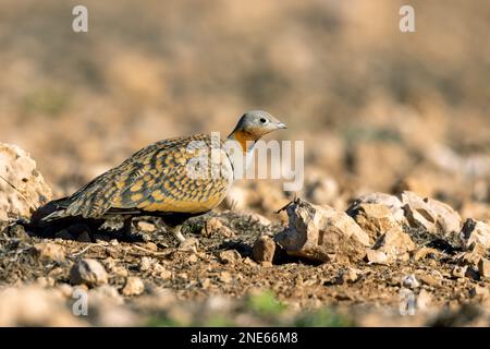 Schwarzbauch-Sandhühner (Pterocles orientalis), männliche Wanderungen in der Halbwüste, auf der Suche nach Essen, Kanarische Inseln, Fuerteventura Stockfoto