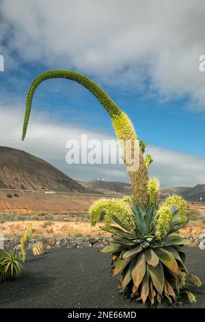 Fuchsschwanz-Agarbe, rückgratlose Century-Pflanze (Agave attenuata), blühend, Kanarische Inseln, Lanzarote,    E 20221215 J3A1306 Martin Woike Stockfoto