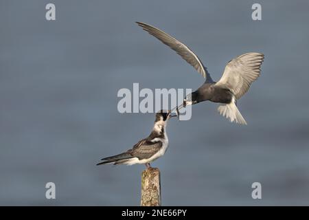 Schwarze Seezunge (Chlidonias niger), Jungfische füttern, Niederlande, Frisia Stockfoto