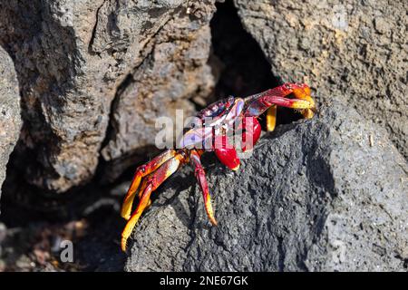 Ostatlantik Sally lightfoot Crab, melierte Uferkrabbe (Grapsus adscensionis), Spaziergang auf Lavasteinen an der Küste, Kanarische Inseln, Lanzarote, Stockfoto