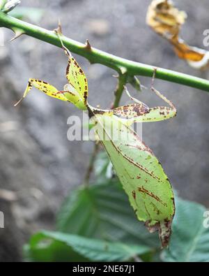 Philippinisches Wanderblatt (Phyllium philippinicum) Stockfoto