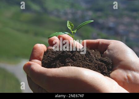 Gewöhnliche Asche, Europäische Asche (Fraxinus excelsior), in der Hand keimend Stockfoto