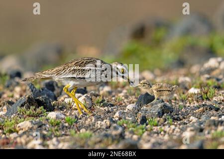 Steinkurbel (Burhinus oedicnemus), in der Halbwüste stehend, Küken mit Käfer füttern, Kanarische Inseln, Lanzarote, Guatiza Stockfoto