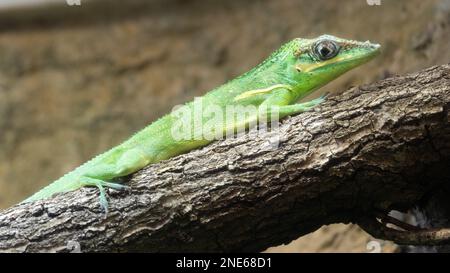 Kubanischer Ritter Anole (Anolis equestris) Stockfoto