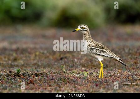 Steinkurbel (Burhinus oedicnemus), steht in der Halbwüste, Kanarische Inseln, Lanzarote, Guatiza Stockfoto