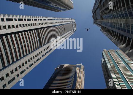 Vogelbeobachtung mit Blick auf die zahlreichen, hoch aufragenden und konvergierenden Wolkenkratzer in Dubai City, Vereinigte Arabische Emirate Stockfoto