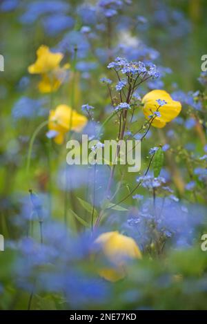 Vergiss-mich-Nüsse und Mohn, der in einem englischen Landgarten wächst, Northumberland, England Stockfoto