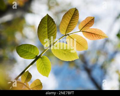 Walnussbaum wächst in einem englischen Landgarten, Northumberland, England Stockfoto