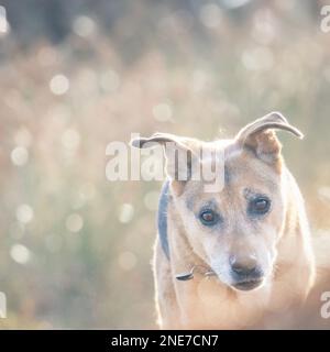 Alter Seniorhund mit grauem Maulkorb bei guter Gesundheit, der an einem sonnigen Tag mit hübschem Bokeh-Hintergrund glücklich auf dem Moor läuft, Großbritannien Stockfoto