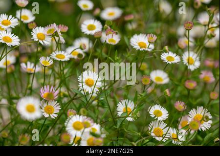 Mexikanische Gänseblümchen wachsen in Pflasterrissen in einem englischen Landgarten, Northumberland, England Stockfoto