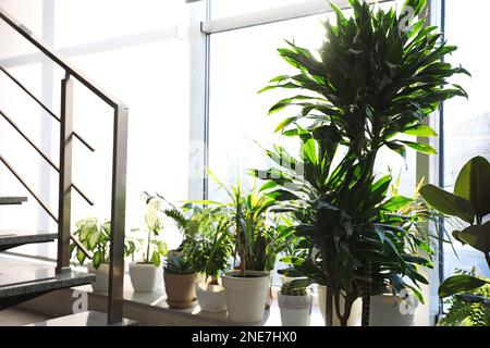 Verschiedene Topfpflanzen auf Fensterbank zu Hause Stockfoto