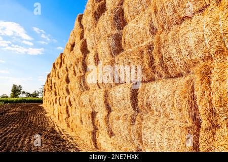 Viele Heuballen im Freien an sonnigen Tagen Stockfoto