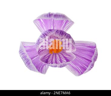 Wunderschöne, frische Krokusblume, isoliert auf Weiß Stockfoto