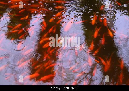 Viele wunderschöne goldene Fische schwimmen im Teich Stockfoto