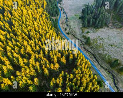 Nadelwälder bei Sonnenuntergang aus der Vogelperspektive. Talllandschaft mit Asphaltstraße und Bach in der Region der Erzberge, Tschechische Republik. Stockfoto