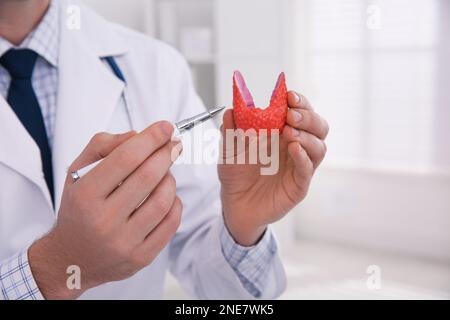 Arzt zeigt Schilddrüsenmodell im Krankenhaus, Nahaufnahme Stockfoto