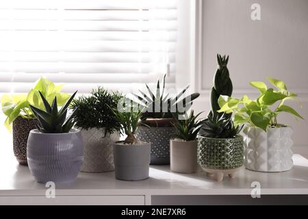Schöne Topfpflanzen auf weißem Tisch im Innenbereich Stockfoto