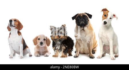 Gruppe verschiedener süßer Hunde auf weißem Hintergrund. Bannerdesign Stockfoto