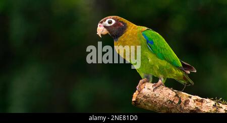 Braunhauben-Papagei, Pionopsitta-Hämatotis, tropischer Regenwald, Costa Rica, Amerika Stockfoto