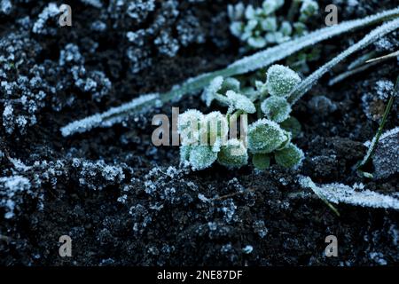 Grüne Blätter bedeckt mit Heiserfrost auf dem Boden, geschlossen Stockfoto