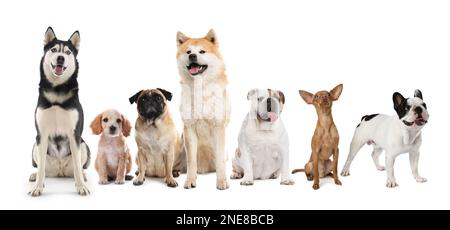 Gruppe verschiedener süßer Hunde auf weißem Hintergrund. Bannerdesign Stockfoto
