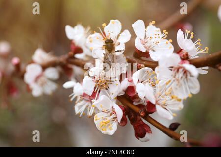 Wunderschöne Honigbiene auf Aprikosenbaum Ast mit winzigen zarten Blumen draußen, Nahaufnahme. Tolle Frühlingsblüte Stockfoto