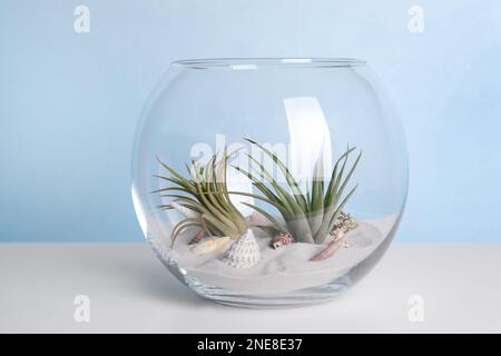 Tillandsia-Pflanzen im Florarium auf dem weißen Tisch. Einrichtung des Hauses Stockfoto