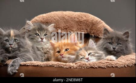 Kleine Kätzchen sitzen in einem Katzenbett, kleine Kätzchen spielen in einem Katzenbett, auf grauem Hintergrund. Mehrfarbige Kätzchen in Nahaufnahme auf einer Ottomane Stockfoto