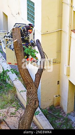 Feuerwehrleute, die einen Baum gegen die Fassade eines Gebäudes in Barcelona, Katalonien, Spanien und Europa Fällen Stockfoto