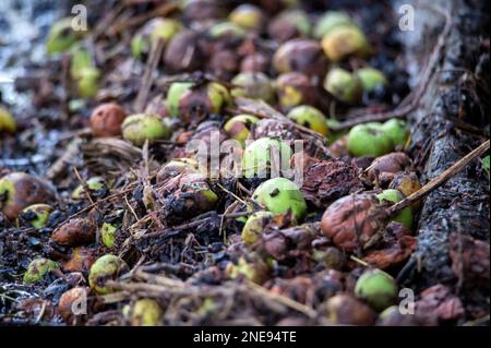 Blick auf heruntergefallene grüne Äpfel auf dem Obstboden, Nahaufnahme Foto. Verrottete Äpfel auf dem Boden. Stockfoto