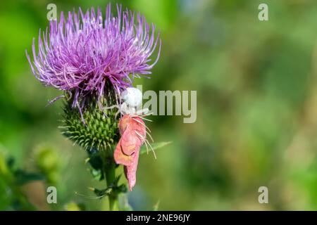 Blick auf Karduus oder bauchlose Disteln mit Spinne und belefantem Falkenmotten, Nahaufnahme. Stockfoto