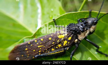 Nahaufnahme eines Grashüpfers, der auf einem grünen Blatt steht. Aularches miliaris Stockfoto