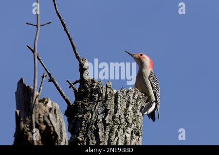 Der rotbeläbte Specht (Melanerpes carolinus) im Park. Stockfoto