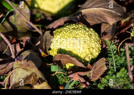 Blick auf die verstreuten reifen Früchte von Maclura im Gras und auf den Blättern. Maclura pomifera oder Osage Orange, Nahaufnahme. Stockfoto