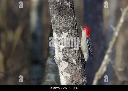 Der rotbeläbte Specht (Melanerpes carolinus) im Park. Stockfoto