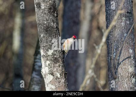 Der rotbeläbte Specht (Melanerpes carolinus) im Park. Stockfoto