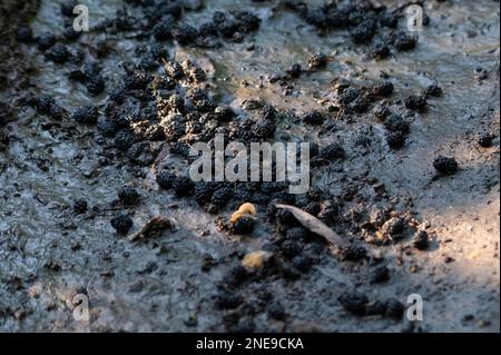 Blick auf schwarze Maulbeeren auf schlammigem Boden, Nahaufnahme. Stockfoto