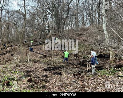 Freiwillige der Prospect Park Alliance pflegen einen der Hügel, um die Erosion im Wald zu bekämpfen, wie der Prospect Park in Brooklyn New York. Stockfoto