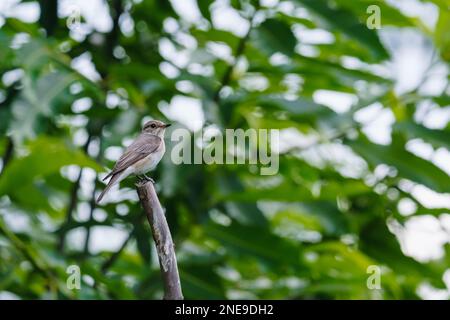 Gartenstampfer (Sylvia Borin) in einem verschwommenen Naturhintergrund. Kleiner Wildvogel gegen grüne Blätter und Bäume, Sommergarten. Tag, Polen, Europa. Stockfoto