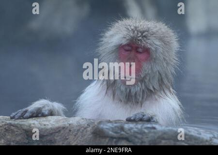 Schneeaffe schläft in der heißen Quelle in Nagano, Japan Stockfoto