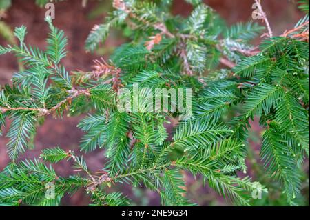 Blick auf grüne Zweige von Sequoia oder Redwood auf einem jungen Baum, Nahaufnahme. Stockfoto