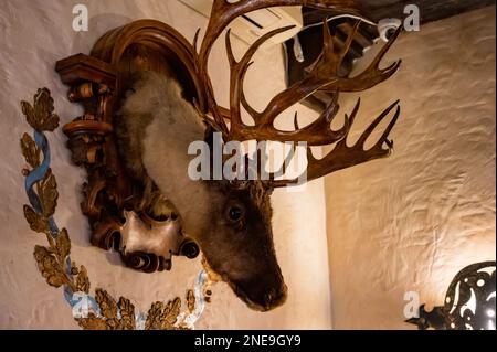 Blick auf den gefüllten Hirschkopf an der Wand des Jägerhauses, Nahaufnahme. Stockfoto